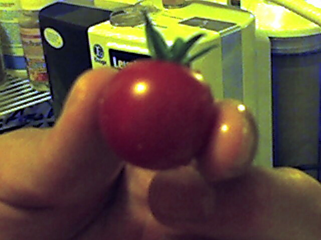 first_homegrown_tomato.JPG