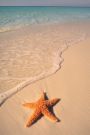 starfish2.jpg