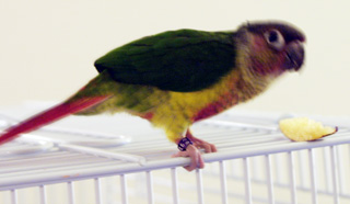 Fancy Green Cheeks Conure ワキコガネイロウロコ